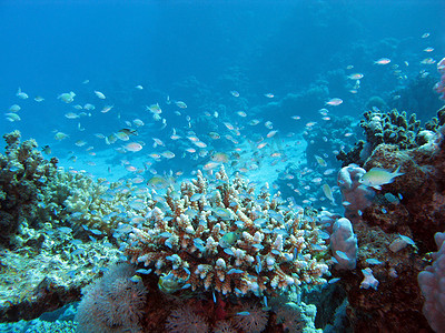 蓝水背景下 tke 海底深处的珊瑚礁