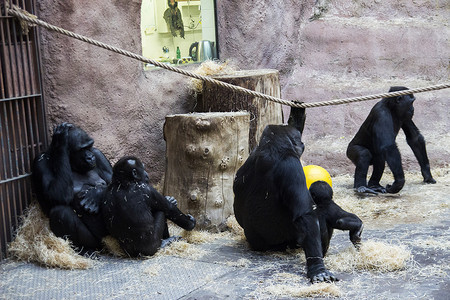 动物园们摄影照片_一个黑色大猩猩大家庭，带着宝贝们坐在动物园里放松。