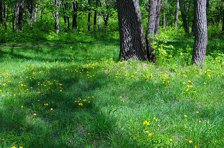 疯狂的蒲公英摄影照片_春天在开花的公园里，背景是树木