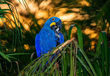 保护稀有动物摄影照片_风信子金刚鹦鹉坐在棕榈树上吃坚果。