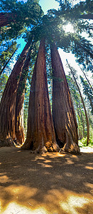王者出征摄影照片_美国加利福尼亚州红杉国家公园