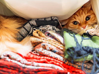 可爱的姜猫坐在衣柜里一堆彩色围巾上。