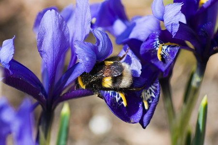 花上的大黄蜂，春天