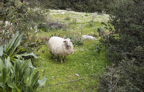 撒丁岛羊在花田