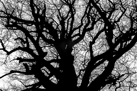 树剪影剪影摄影照片_树细节视图的黑白剪影