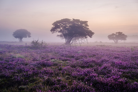 荷兰 Veluwe Zuiderheide 公园盛开的石南花田、盛开的紫粉色石南花、盛开的加热器