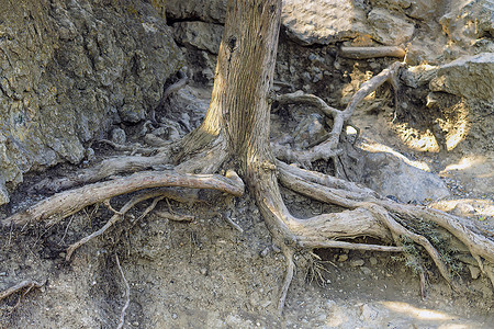 克里米亚杜松的树干和根。