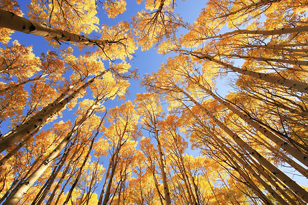 秋天的白杨树，科罗拉多州圣胡安国家森林