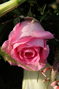粉红玫瑰上的露珠