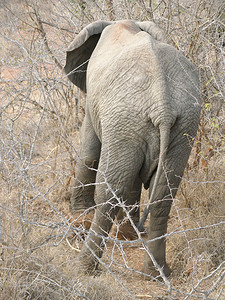 大象尾巴