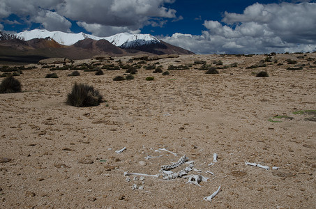 劳卡国家公园内的骆马骆驼骨骼遗骸。