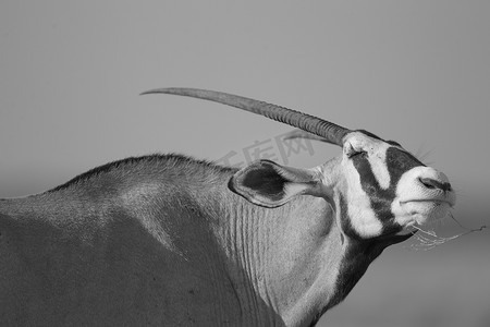 埃托沙摄影照片_荒野中的羚羊大羚羊