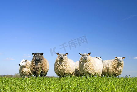 草地上的羊与蓝天