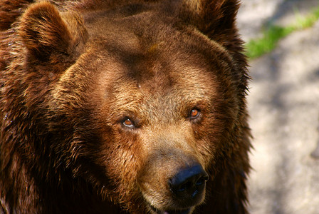 赤褐色（棕色）熊抛光剂