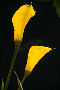 黄海芋百合 Zantedeschia elliottiana 1