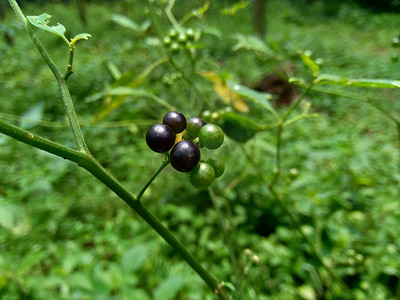 自然背景的龙葵（黑夜色、兰蒂、伦卡、黑莓夜色、欧洲黑夜色）