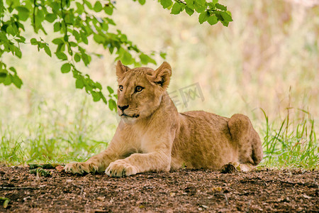 天猫品牌季摄影照片_年轻的狮子休息了