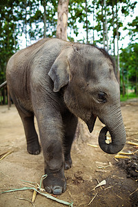 大象和小象摄影照片_小象在地上玩耍和吃玉米。