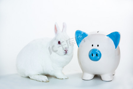 兔子粉色摄影照片_坐在蓝色和白色存钱罐旁边的白色兔子