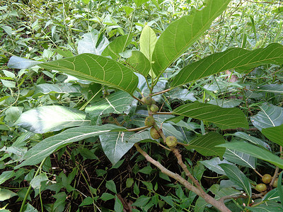 自然背景中的榕树（awar-awar、bar-abar、ki ciyat、bobulutu、tagalolo、tobo-tobo、dausalo）。