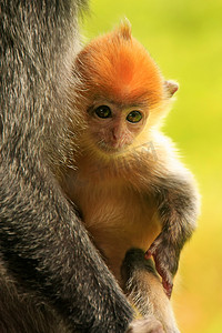 银叶猴的幼崽，西必洛，婆罗洲，马来西亚