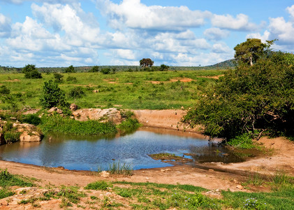 非洲大草原灌木丛中的清水池。