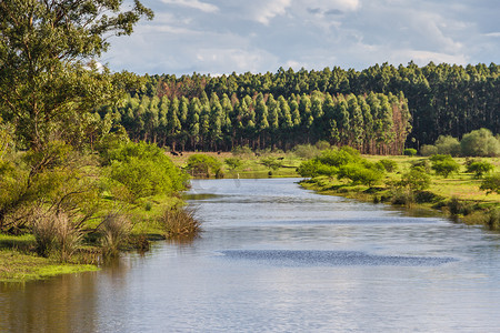 阿根廷恩特雷里奥斯联邦的田野景观与溪流和桉树造林