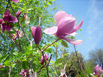 木兰树上的花