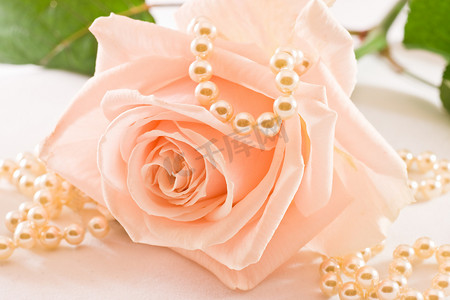 柔和的粉红玫瑰和珍珠