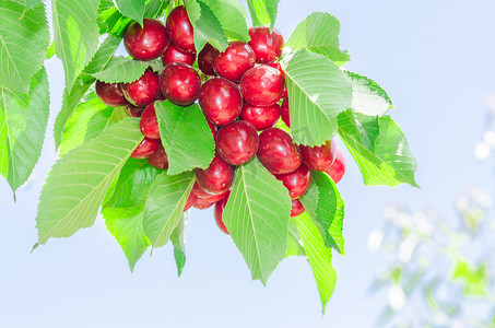 夏季阳光照射的树胸罩上一束鲜艳的红色成熟樱桃浆果