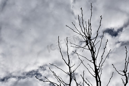 一棵光秃秃的红枫树，背景中有云