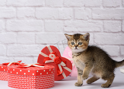 天猫品牌季摄影照片_可爱的小猫苏格兰金吉拉直品种坐在白色背景上，盒子里装着礼物