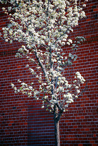 砖墙上开花的树