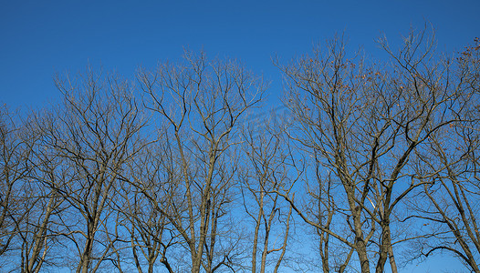 天空和树枝摄影照片_树枝和蓝天