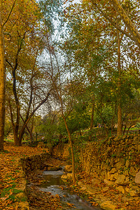 恩赫米德国家公园的科萨隆溪，树木和树叶