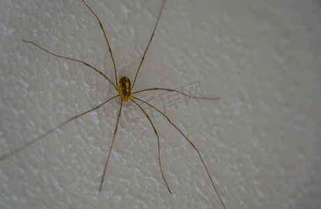 收割者蜘蛛的特写，这是一种来自欧洲的常见蜘蛛，常见于房屋中