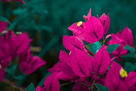 维多丽亚港摄影照片_红色圣丽塔花和绿叶