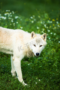 北极狼（Canis lupus arctos）又名极地狼或白狼