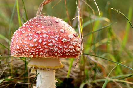 椭圆形不规则图形摄影照片_秋季色彩系列——伞菌