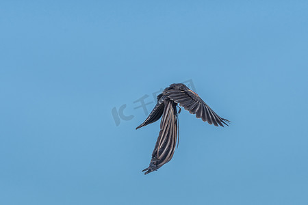雄性长尾寡妇鸟，Euplectes progne，繁殖色