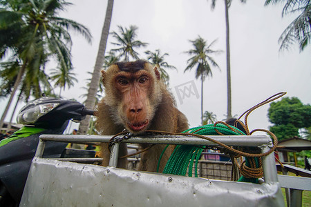 吉兰丹附近甘榜的猴子。