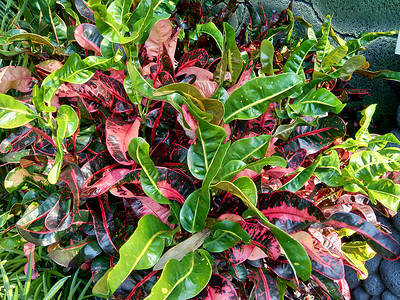 自然背景下的 Codiaeum variegatum（巴豆、杂色月桂树、花园巴豆、橙色茉莉花）