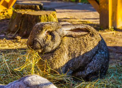 一只大棕色欧洲兔子吃干草的特写，这是流行的家养兔子