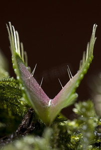 具有打开阀门和触敏毛发的食虫植物维纳斯捕蝇草（Dionaea muscipula）