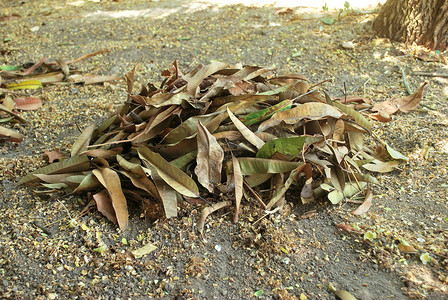 堆肥干树叶。