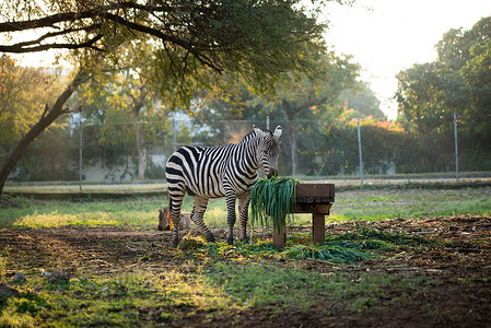 草原旅游摄影照片_动物园里吃草的斑马