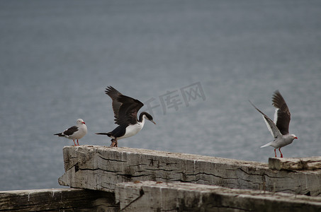 洛雷托码头的帝鸥和海豚鸥。