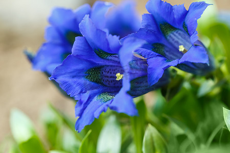 蓝绿色摄影照片_花园里的喇叭龙胆蓝春花