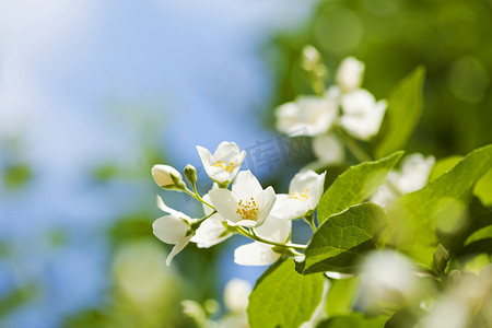 背飘落的花瓣摄影照片_茉莉花