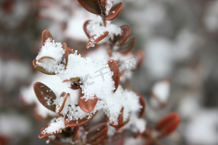 冬季降雪期间植物叶子上有雪